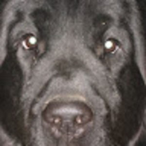 Meet your Posher, Gary